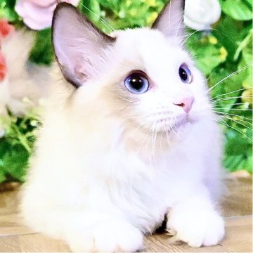 ラグドール【東京都・女の子・2025年7月3日・シールポイントバイカラー（ふわふわモコモコ💕）】の写真「Xmasフェア特別価格🎄ベタ慣れ超甘えん坊お姫様💕」