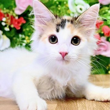 ノルウェージャンフォレストキャット【東京都・女の子・2025年5月15日・キャリコ】の写真「夏休み限定🐾8月20日まで表示価格より5万円引き！」