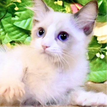 ラグドール【東京都・男の子・2025年8月28日・シールポイントバイカラー（ふわふわモコモコ💕）】の写真「Xmasフェア特別価格🎄ベタ慣れ超甘えん坊王子様」