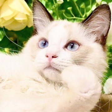 ラグドール【東京都・男の子・2025年4月11日・シールポイントバイカラー（ふわふわモコモコ💕）】の写真「抱っこ大好き甘え坊くん💕父グランドチャンピオン🏆」