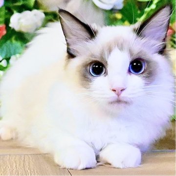 ラグドール【東京都・女の子・2025年7月3日・シールポイントバイカラー（ふわふわモコモコ💕）】の写真「Xmasフェア特別価格🎄ベタ慣れ超甘えん坊お姫様💕」