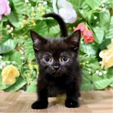 マンチカン(短足)【東京都・男の子・2025年10月3日・シルバーマッカレルタビー】の写真「期間限定掲載🐾超超超極小＆極短足マイクロマンチカン」