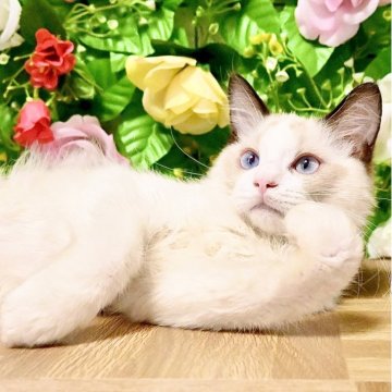 ラグドール【東京都・男の子・2025年4月11日・シールポイントバイカラー（ふわふわモコモコ💕）】の写真「ブリーダー☆5評価400件以上！安心の信頼と実績🐾」