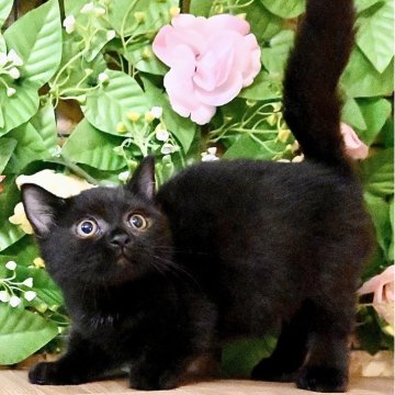 マンチカン(短足)【東京都・男の子・2025年8月4日・ブラックソリッド】の写真「オンライン見学大歓迎🐾幸運を運ぶ短足の黒猫ちゃん🍀」