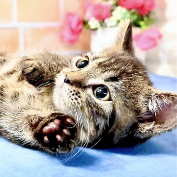 マンチカン(短足)【東京都・女の子・2025年3月14日・ブラウンタビー】の写真「超極小ミニチュアマンチカンのお姫様💕期間限定掲載🐾」