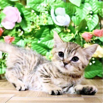 マンチカン(長足)【東京都・女の子・2025年10月3日・ブラウンマッカレルタビー】の写真「Xmasフェア特別価格🎄ベタ慣れ超甘えん坊お姫様💕」