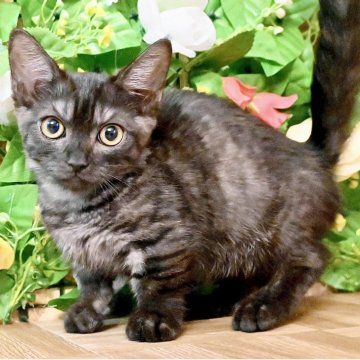 マンチカン(短足)【東京都・男の子・2025年7月28日・シルバーブラックタビー】の写真「当日OK！オンライン見学大歓迎🐾短足イケメン王子様」