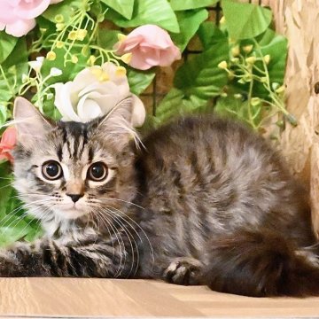 マンチカン(長足)【東京都・女の子・2025年8月4日・ブラウンタビー（長毛）】の写真「当日OKオンライン見学大歓迎🐾超甘えん坊のお姫様💕」