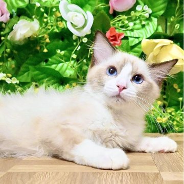 ラグドール【東京都・女の子・2025年4月13日・シールポイントバイカラー（ふわふわモコモコ💕）】の写真「ブリーダー☆5評価400件以上！安心の信頼と実績🐾」