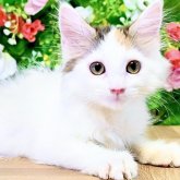 ノルウェージャンフォレストキャット