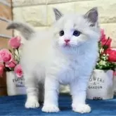 ラグドール【東京都・男の子・2025年1月23日・ブルーポイントバイカラー】の写真1