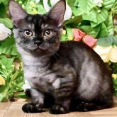 マンチカン(長足)