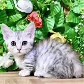 マンチカン(短足)