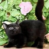 マンチカン(短足)