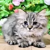 マンチカン(長足)