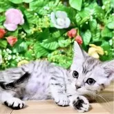 マンチカン(長足)