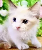 ラグドール【東京都・女の子・2025年7月6日・シールポイントバイカラー】の写真4