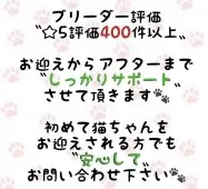 マンチカン(短足)【東京都・女の子・2025年8月4日・ブラック系】の写真2