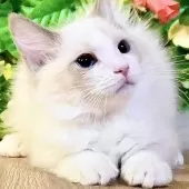 ラグドール【東京都・女の子・2025年8月20日・ブルーポイントバイカラー】の写真3