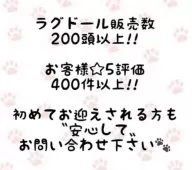 ラグドール【東京都・男の子・2025年8月5日・シールポイントバイカラー】の写真2