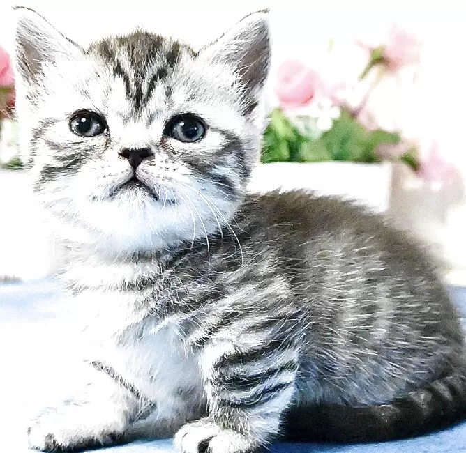 【美品】オリバーガル CHANEL ネコ　猫 美品】オリバーガル CHANEL ネコ 猫 Yahoo!オークション