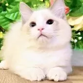 ラグドール【東京都・女の子・2025年8月20日・ブルーポイントバイカラー】の写真4