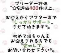 マンチカン(短足)【東京都・男の子・2026年5月8日・ブラック系】の写真2