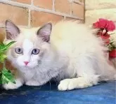 ラグドール【東京都・男の子・2024年9月16日・ブルーポイントバイカラー】の写真4