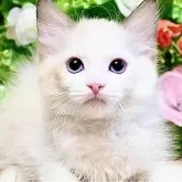 ラグドール【東京都・女の子・2025年7月3日・シールポイントバイカラー】の写真5