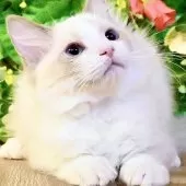 ラグドール【東京都・女の子・2025年8月20日・ブルーポイントバイカラー】の写真5