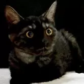 マンチカン(長足)【東京都・男の子・2025年3月19日・ブラックスモーク】の写真5