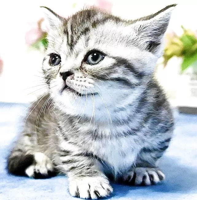 【美品】オリバーガル CHANEL ネコ　猫 CHANEL（シャネル） - ベンガル猫ブリーダー（ブラウン/シルバー