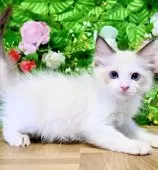 ラグドール【東京都・女の子・2025年7月6日・シールポイントバイカラー】の写真8