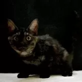 マンチカン(長足)【東京都・男の子・2025年3月19日・ブラックスモーク】の写真6