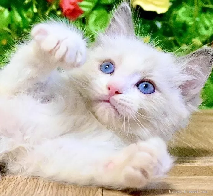 ※ねこねこ※　　　　　　　　　　　　　　【超激レア 美品】ポーター OFT (ポイント2倍~9/30) [大型 猫トイレ メガトレー(本体)/専用