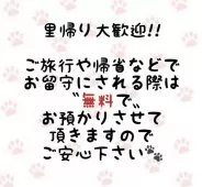 ラグドール【東京都・男の子・2025年7月6日・シールポイントバイカラー】の写真12