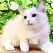 ラグドール【東京都・女の子・2025年8月20日・ブルーポイントバイカラー】の写真8