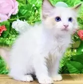 ラグドール【東京都・女の子・2025年7月6日・シールポイントバイカラー】の写真9