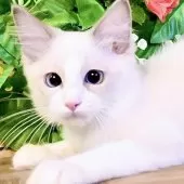 ラグドール【東京都・男の子・2025年8月8日・ブルーポイントバイカラー】の写真5