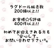ラグドール【東京都・男の子・2025年7月6日・シールポイントバイカラー】の写真2
