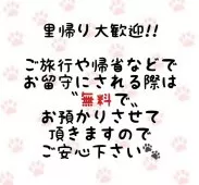 マンチカン(長足)【東京都・男の子・2025年3月19日・ブラックスモーク】の写真8