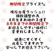 ノルウェージャンフォレストキャット【東京都・女の子・2025年5月15日・ブルータビー&ホワイト】の写真2