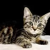 マンチカン(短足)【東京都・男の子・2025年4月20日・ブラウンマッカレルタビー】の写真8