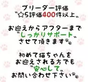 ノルウェージャンフォレストキャット【東京都・女の子・2025年5月15日・ブルータビー&ホワイト】の写真8
