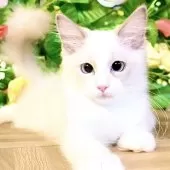 ラグドール【東京都・男の子・2025年8月8日・ブルーポイントバイカラー】の写真7