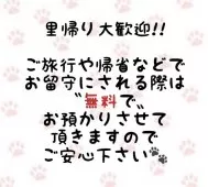 ラグドール【東京都・男の子・2025年8月8日・ブルーポイントバイカラー】の写真9