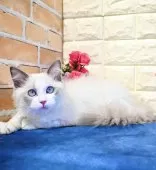 ラグドール【東京都・男の子・2024年9月16日・ブルーポイントバイカラー】の写真9