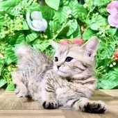 マンチカン(長足)【東京都・女の子・2025年10月3日・ブラウンマッカレルタビー】の写真11