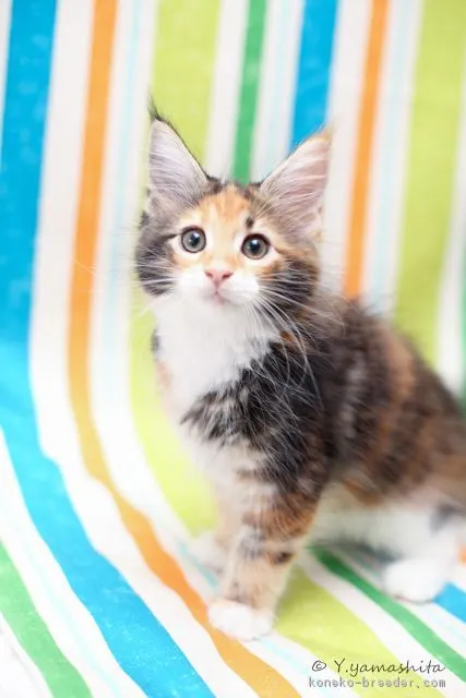 hori 様のお迎えした子猫