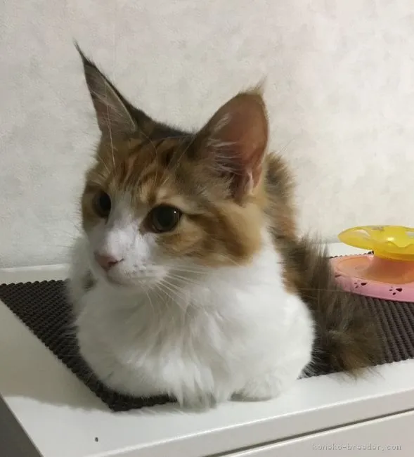 ID：1710-00704の子猫